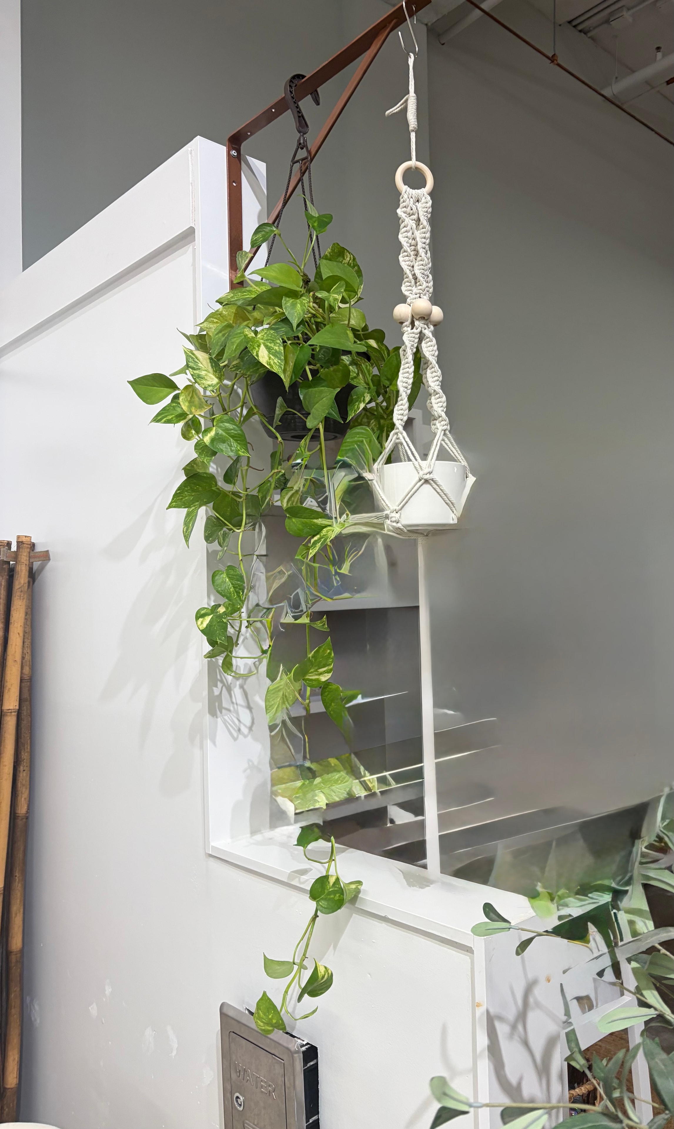 Trailing pothos houseplant in pot against a dark moody background