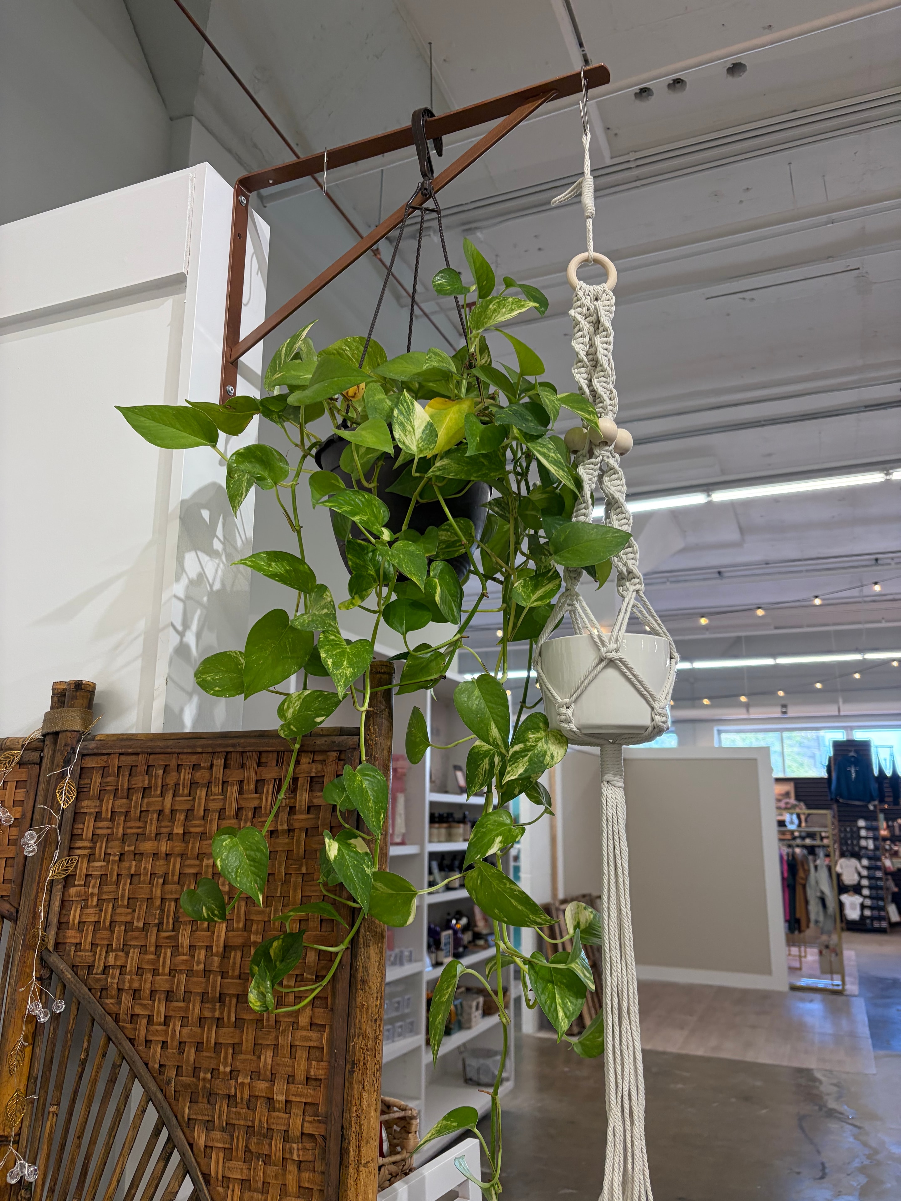 Indoor plants in pots on a shelf near large windows in a warm, green-filled room