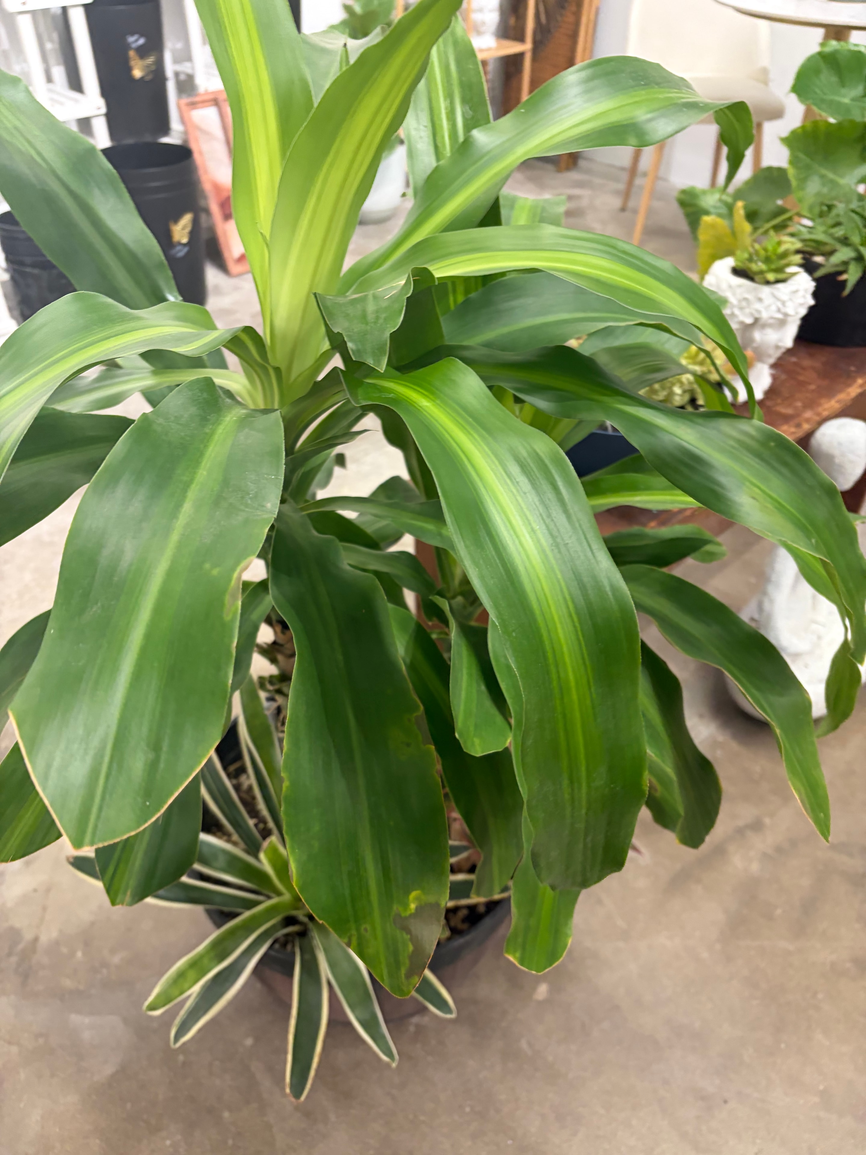 Dracaena fragrans houseplant with long striped leaves