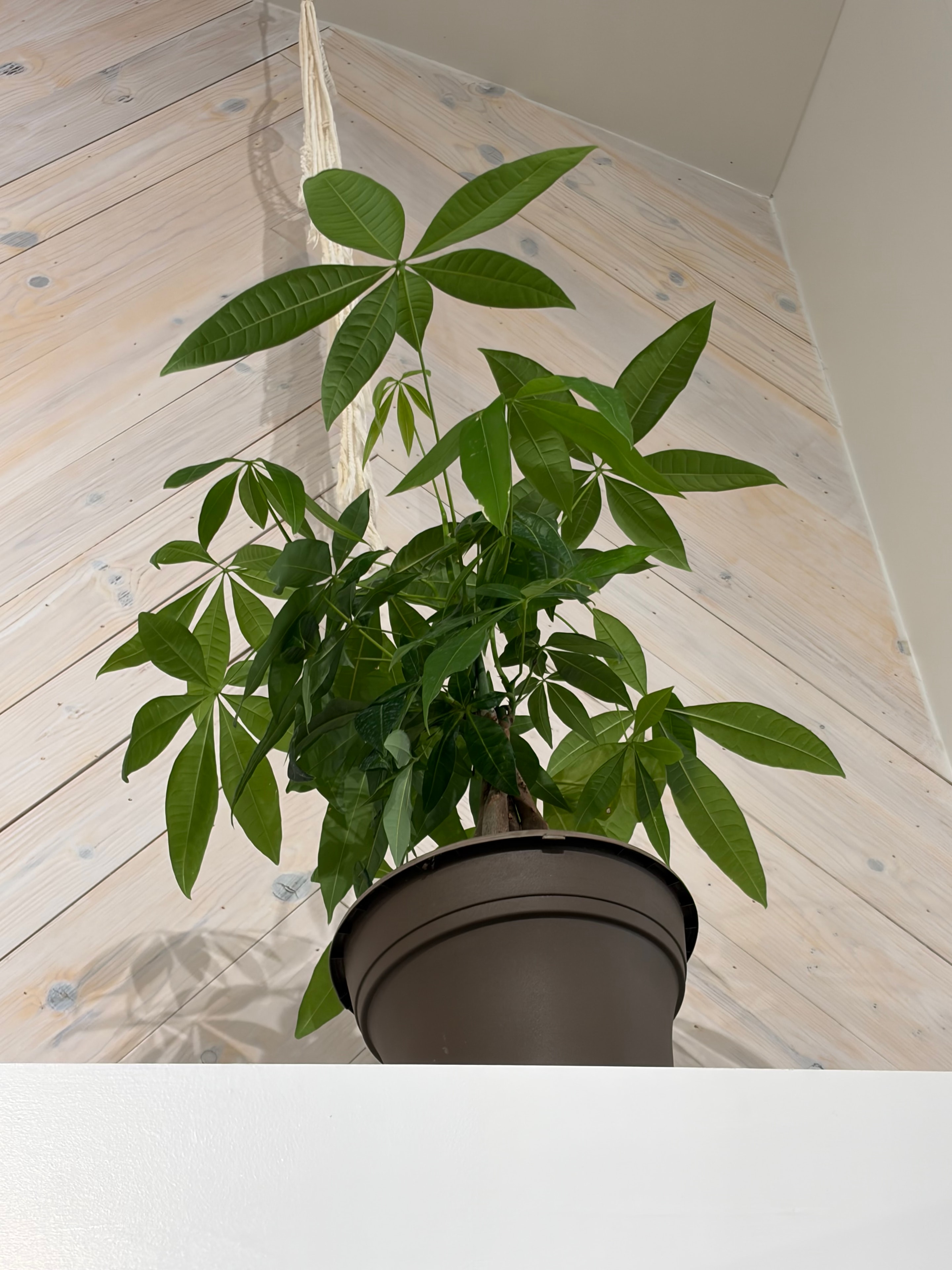 Money tree houseplant with braided trunk in a pot