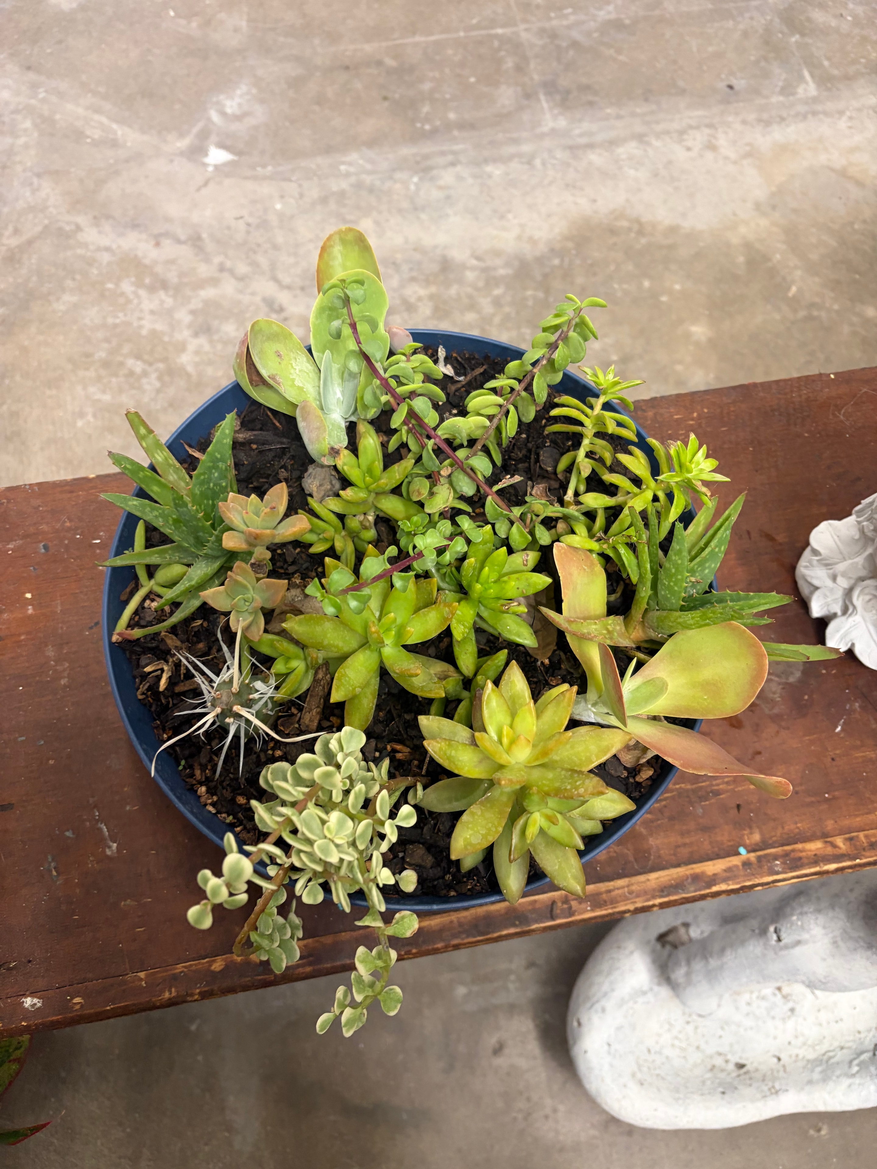 Succulent garden arrangement in a planter